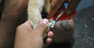 Lire la suite à propos de l’article Comment couper les ongles d&rsquo;un chien : guide pas à pas