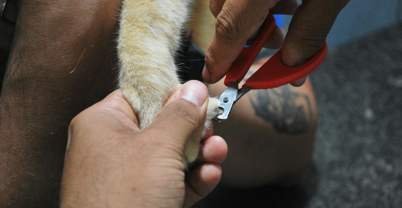 You are currently viewing Comment couper les ongles d’un chien : guide pas à pas