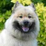 Le chien le plus beau au monde : races, classements et critères de beauté canine