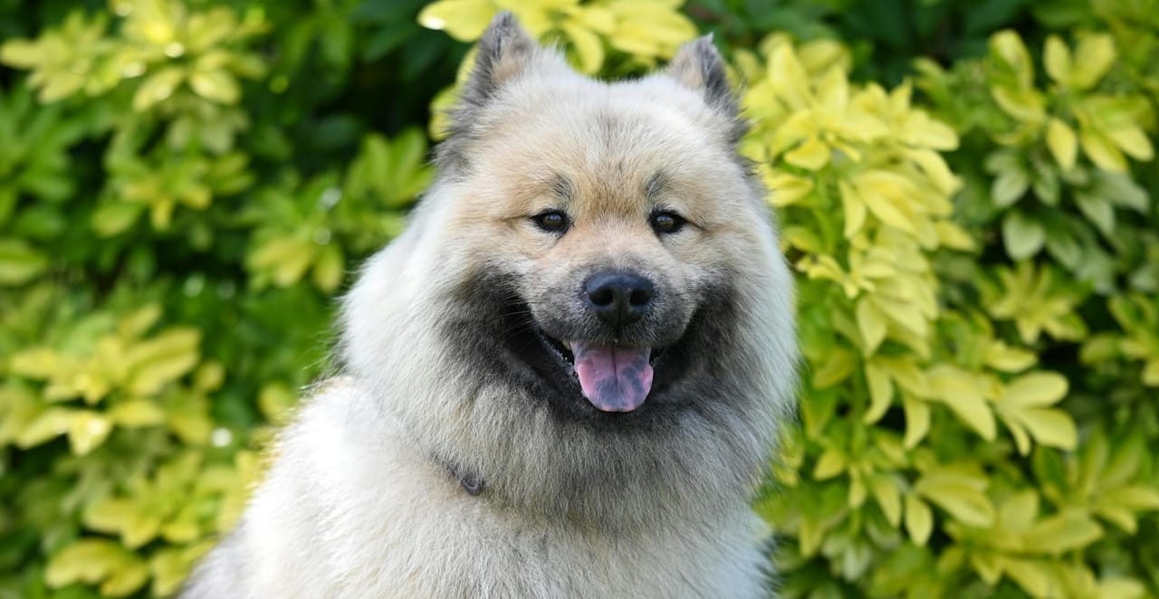 You are currently viewing Le chien le plus beau au monde : races, classements et critères de beauté canine
