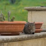 Loi sur les chats et le voisinage : droits, sanctions et recours