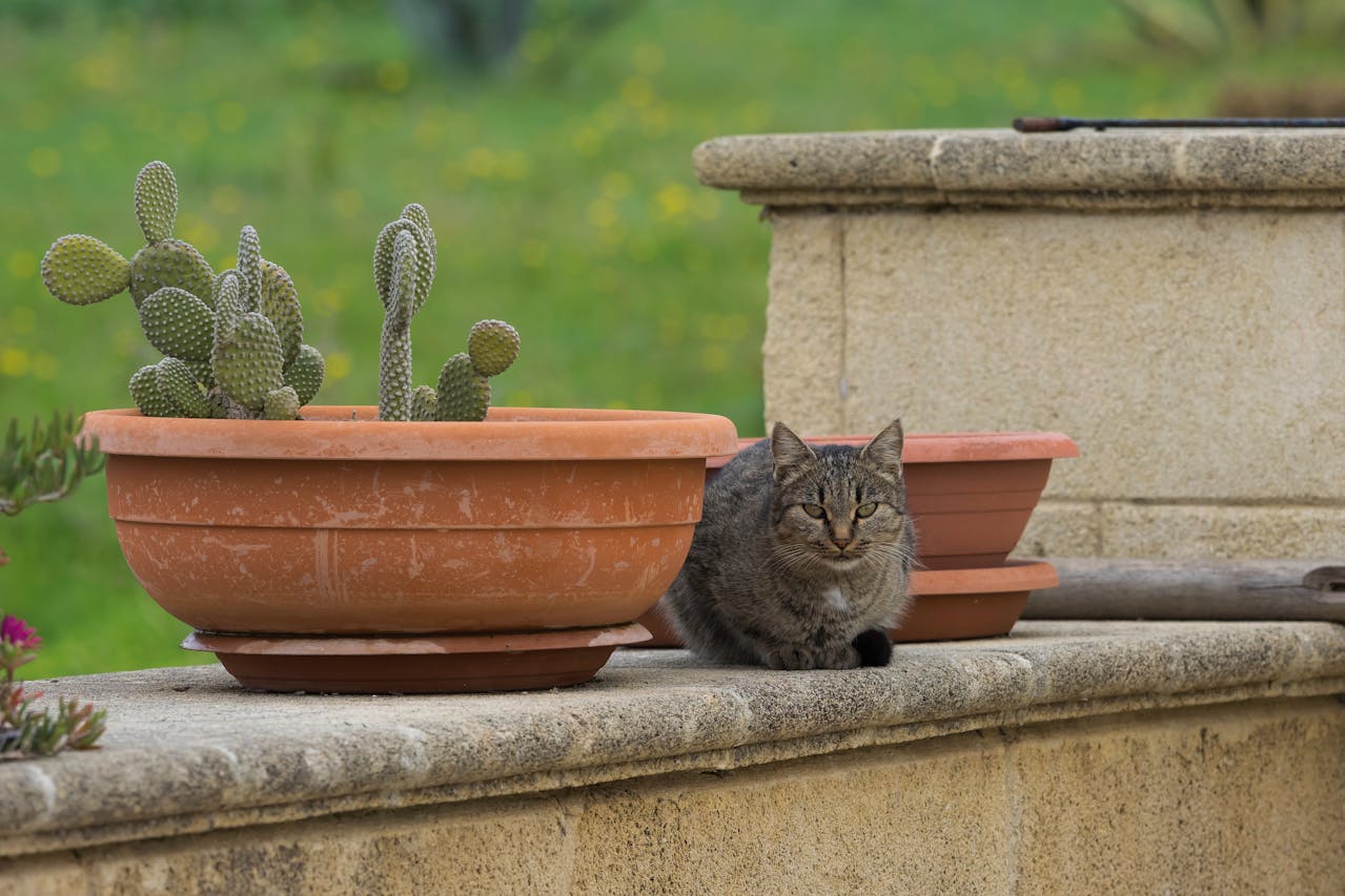 You are currently viewing Loi sur les chats et le voisinage : droits, sanctions et recours