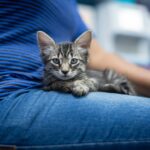 Mon chat dort entre mes jambes : signification et raisons