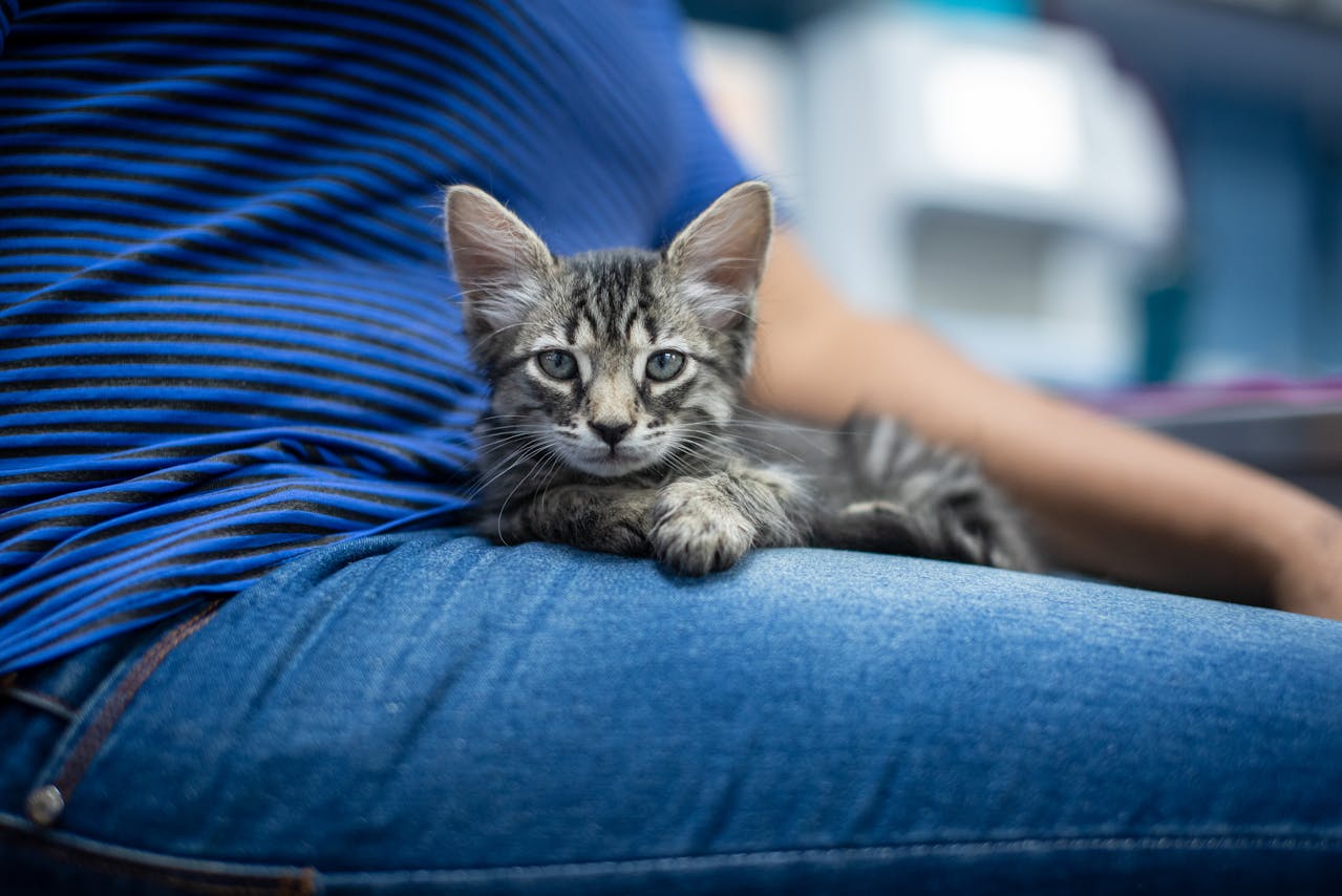 You are currently viewing Mon chat dort entre mes jambes : signification et raisons