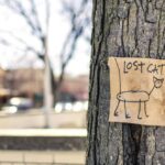 Mon chat est parti depuis 10 jours : que faire pour le retrouver ?