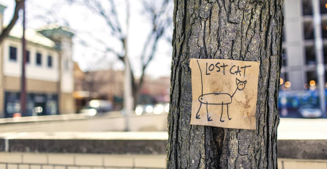 You are currently viewing Mon chat est parti depuis 10 jours : que faire pour le retrouver ?
