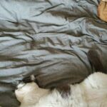 Mon chat fait pipi sur mon lit : causes et solutions