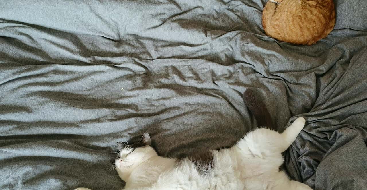 You are currently viewing Mon chat fait pipi sur mon lit : causes et solutions