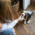 Mon chien fait pipi dans la maison : causes et solutions concrètes