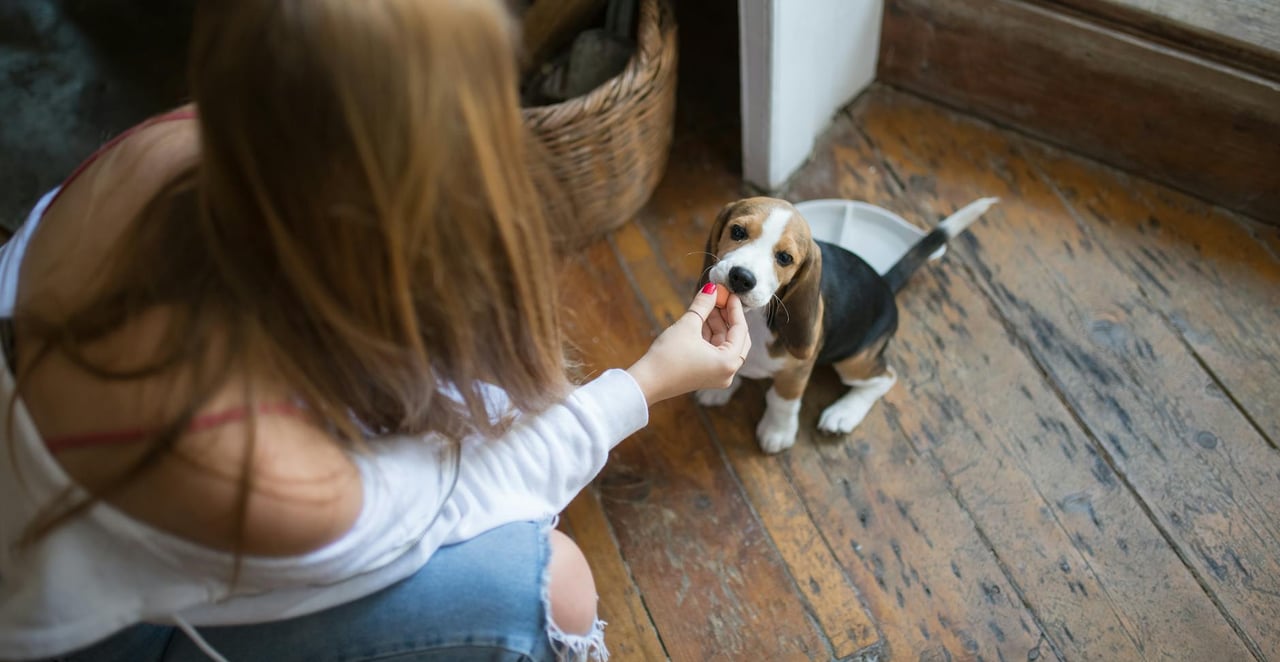 You are currently viewing Mon chien fait pipi dans la maison : causes et solutions concrètes