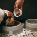 Mon chien ne mange plus ses croquettes : causes et solutions