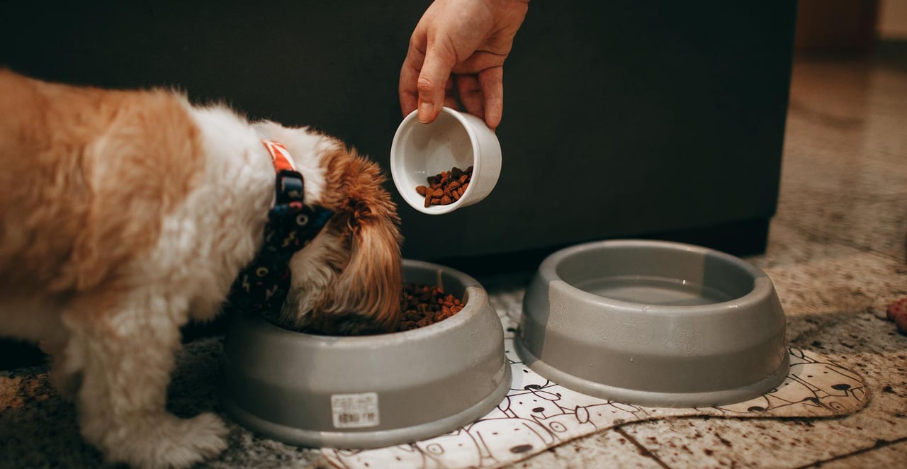 You are currently viewing Mon chien ne mange plus ses croquettes : causes et solutions