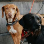 Mon voisin ne tient pas son chien en laisse : que faire et quels recours ?