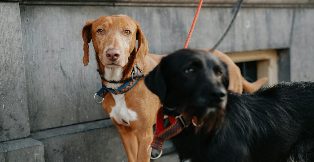 You are currently viewing Mon voisin ne tient pas son chien en laisse : que faire et quels recours ?