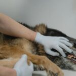 Mon chien vomit mais est en pleine forme : faut-il s&rsquo;inquiéter ?