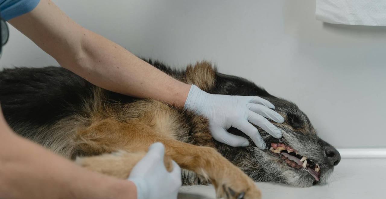 You are currently viewing Mon chien vomit mais est en pleine forme : faut-il s’inquiéter ?