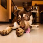Pourquoi mon chien se lèche les pattes : causes, signaux d&rsquo;alerte et solutions
