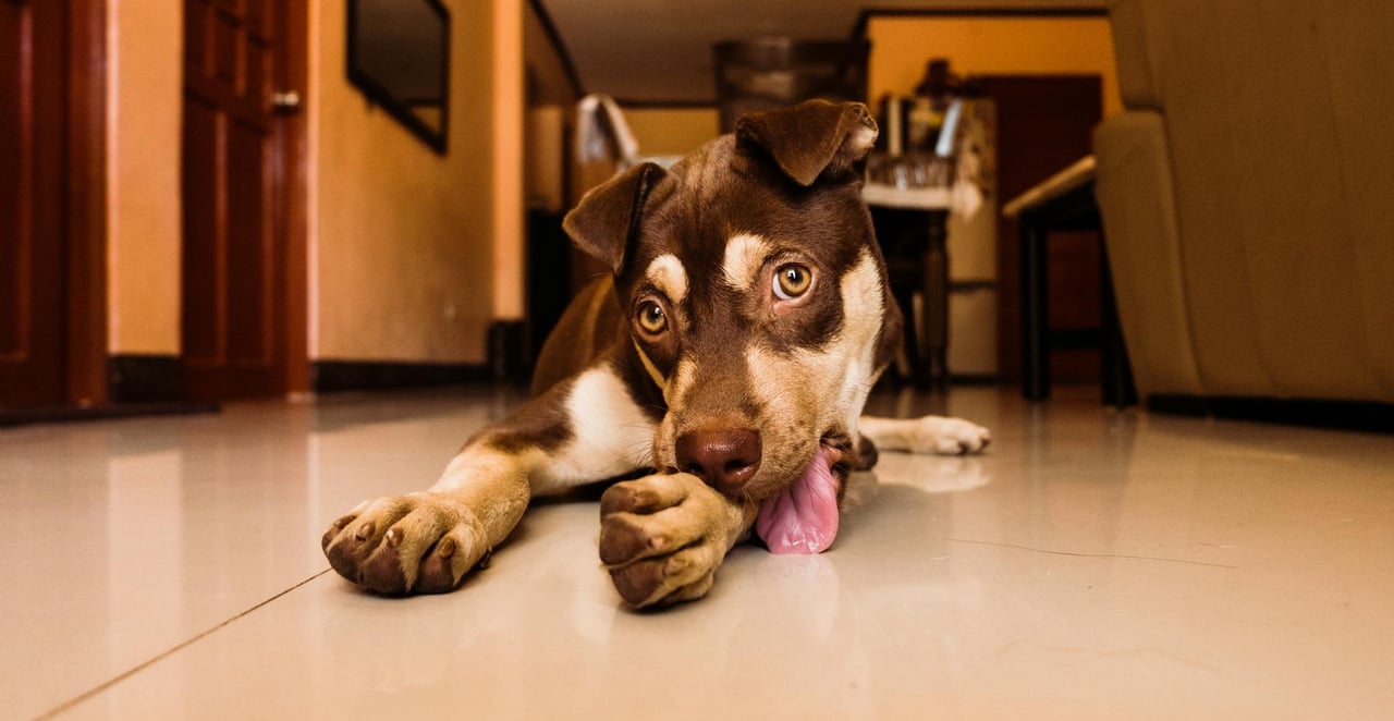 You are currently viewing Pourquoi mon chien se lèche les pattes : causes, signaux d’alerte et solutions