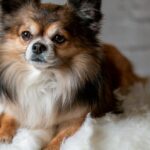 Les meilleures races de petit chien calme et obéissant