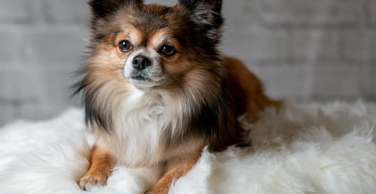 You are currently viewing Les meilleures races de petit chien calme et obéissant
