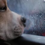 Un chien sent-il qu&rsquo;il va mourir ? ce que dit la science