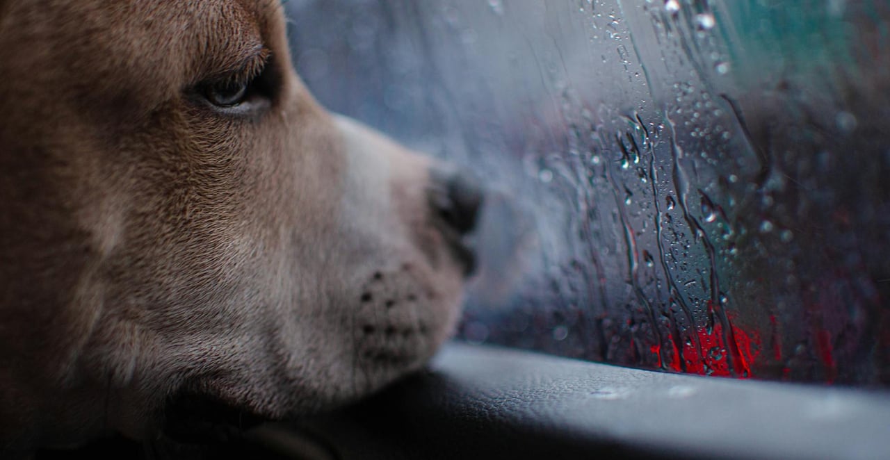 You are currently viewing Un chien sent-il qu’il va mourir ? ce que dit la science