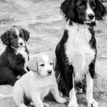 À quel âge un chien est adulte ? (par race et taille)