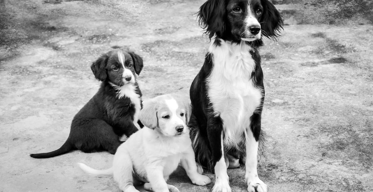 You are currently viewing À quel âge un chien est adulte ? (par race et taille)