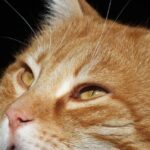 À quoi servent les moustaches du chat ?