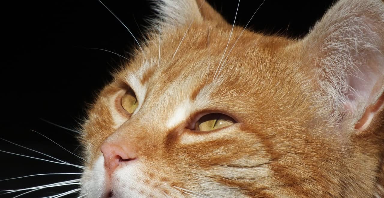 You are currently viewing À quoi servent les moustaches du chat ?