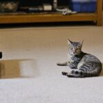 Combien de temps durent les chaleurs d&rsquo;un chat femelle ?