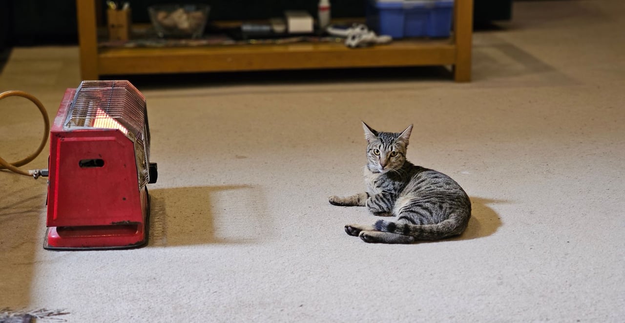 You are currently viewing Combien de temps durent les chaleurs d&rsquo;un chat femelle ?