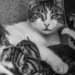 Combien de temps entre 2 portées chez la chatte : ce que disent les vétérinaires