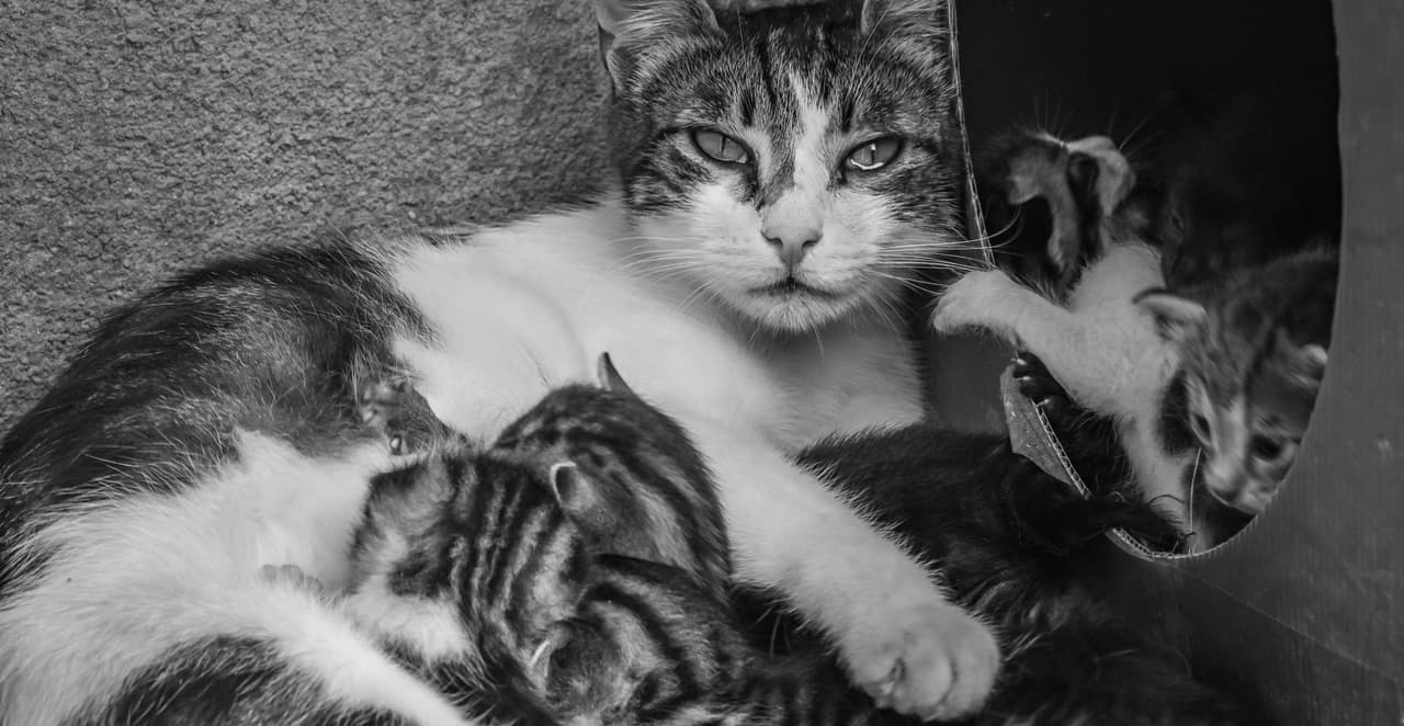 You are currently viewing Combien de temps entre 2 portées chez la chatte : ce que disent les vétérinaires