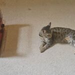 Comment calmer les chaleurs d&rsquo;un chat naturellement : solutions efficaces