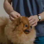 Comment enlever les puces d&rsquo;un chien rapidement : méthodes efficaces