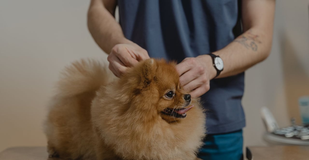 You are currently viewing Comment enlever les puces d’un chien rapidement : méthodes efficaces