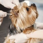 Comment nettoyer les oreilles d&rsquo;un chien : le guide complet étape par étape