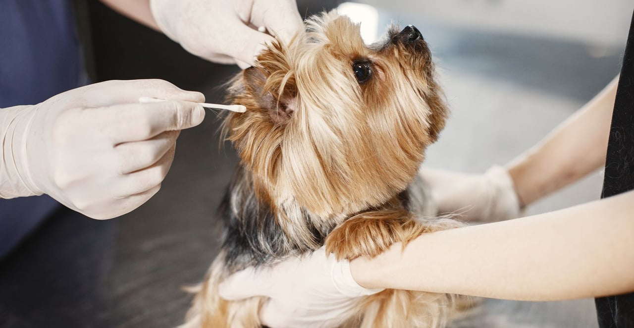 You are currently viewing Comment nettoyer les oreilles d’un chien : le guide complet étape par étape