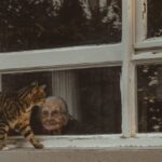 Comment savoir l&rsquo;âge d&rsquo;un chat : méthodes fiables et tableau de correspondance