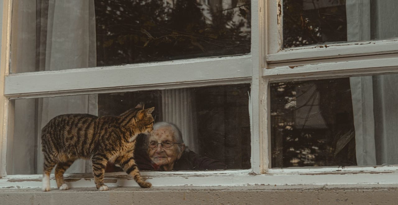 You are currently viewing Comment savoir l’âge d’un chat : méthodes fiables et tableau de correspondance