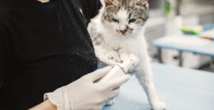Lire la suite à propos de l’article Comment savoir si mon chat a des puces : les signes et la méthode de détection
