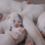 Comment savoir si mon chat est enceinte : les signes à surveiller