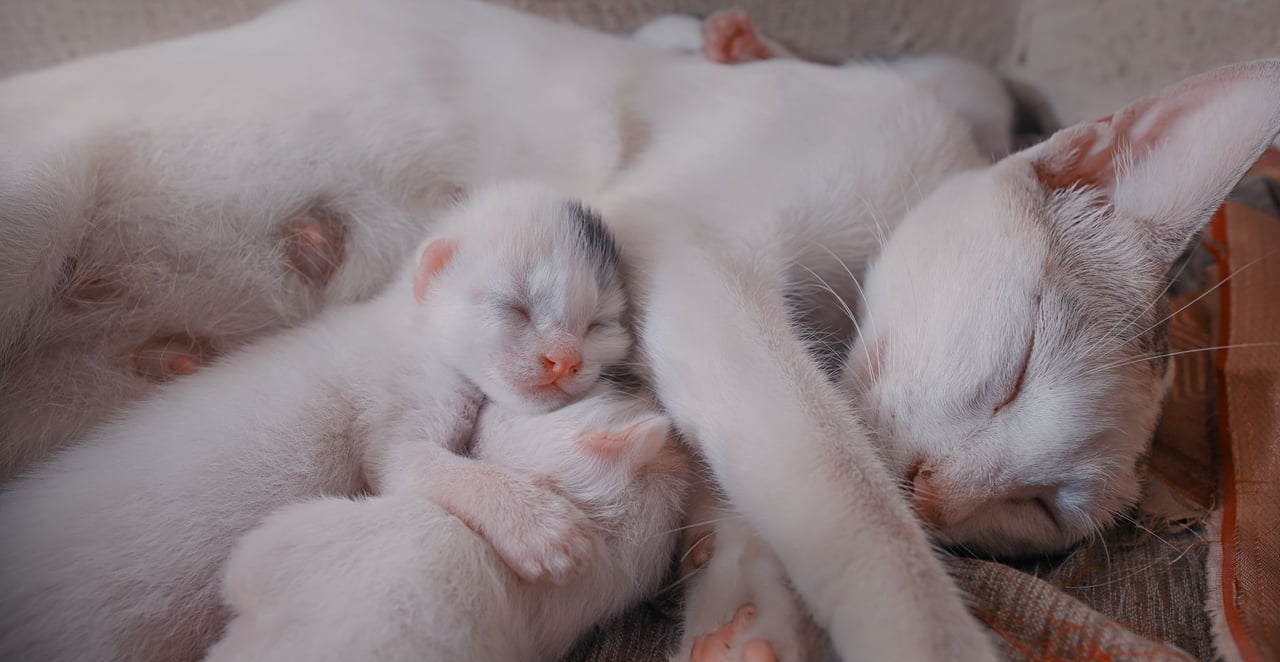 You are currently viewing Comment savoir si mon chat est enceinte : les signes à surveiller
