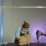 Couper les griffes d&rsquo;un chat chez le vétérinaire : prix 2026 et alternatives