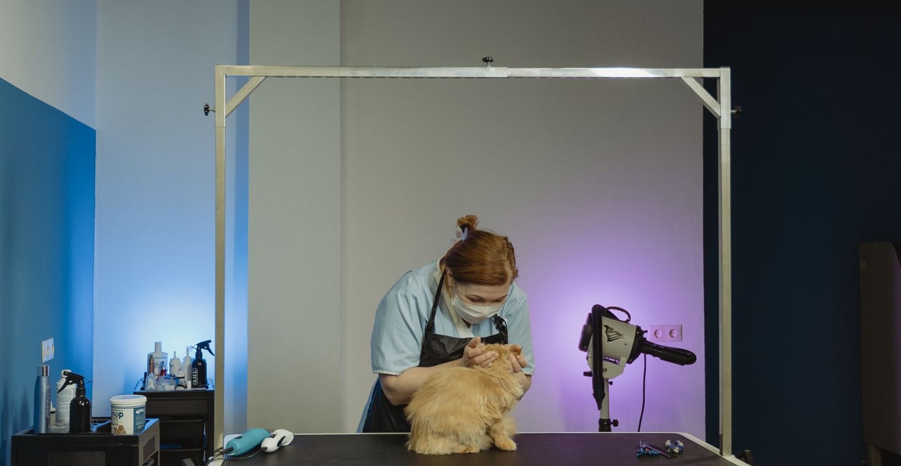 You are currently viewing Couper les griffes d&rsquo;un chat chez le vétérinaire : prix 2026 et alternatives
