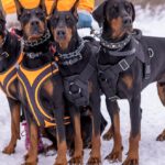 Le chien le plus fort du monde : classement, records et caractéristiques