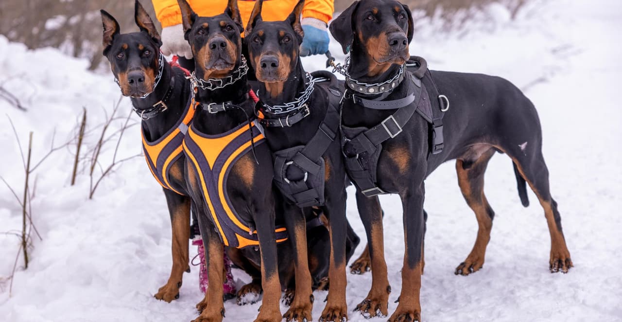You are currently viewing Le chien le plus fort du monde : classement, records et caractéristiques