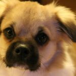 Quel est le plus beau chien du monde ? les races les plus mignonnes