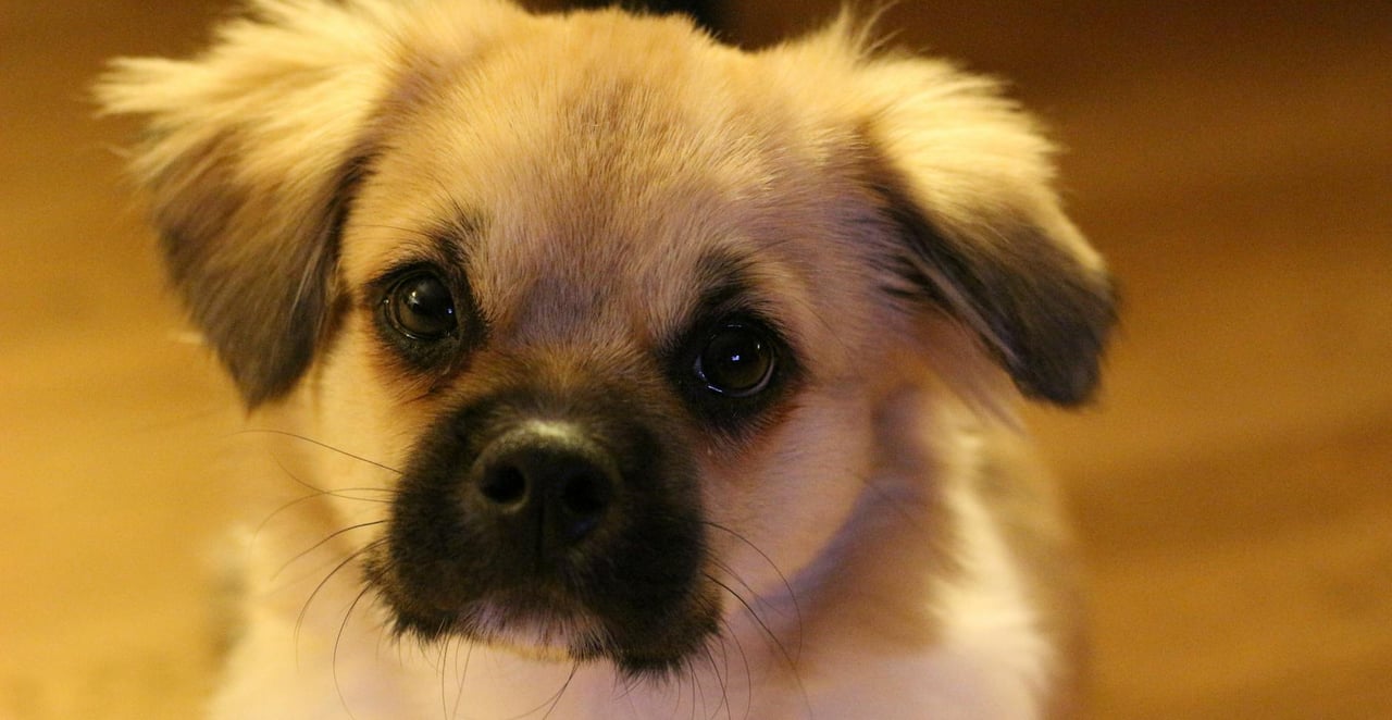 You are currently viewing Quel est le plus beau chien du monde ? les races les plus mignonnes